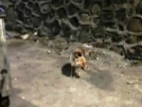 Erzurum’da aç kalan tilki şehir merkezine indi