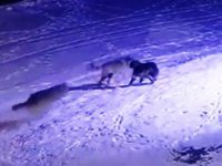 Erzurum’da aç kalan kurtlar köpeği yedi