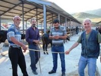 Hayvan pazarında el sıkışma yerine ‘değnek’le anlaştılar