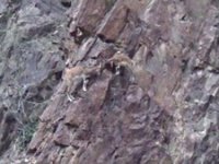 Çoruh vadisindeki yaban keçiler ilgi odağı oldu