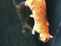 Korona Çıldır Gölü’nü sessiz bıraktı