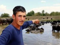 Erzurum’da mandaların keyifli göl banyosu