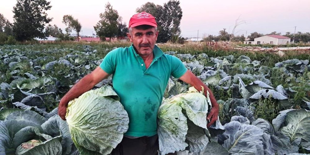 Söğütlü lahanası tarladan sofraya geliyor! Hasat sezonu başladı