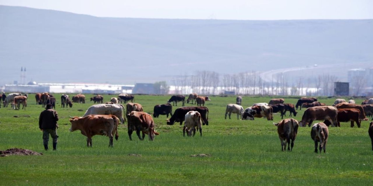 Hayvancılık yapanlar dikkat! Destek başvuruları başladı, son tarih belli oldu