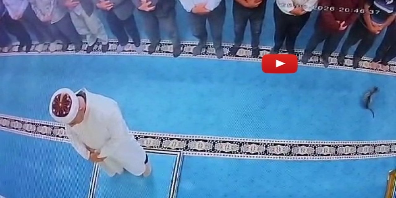 Camide kediyi tekmelemişti! Sosyal medya ayağa kalktı, şüpheli gözaltına alındı”