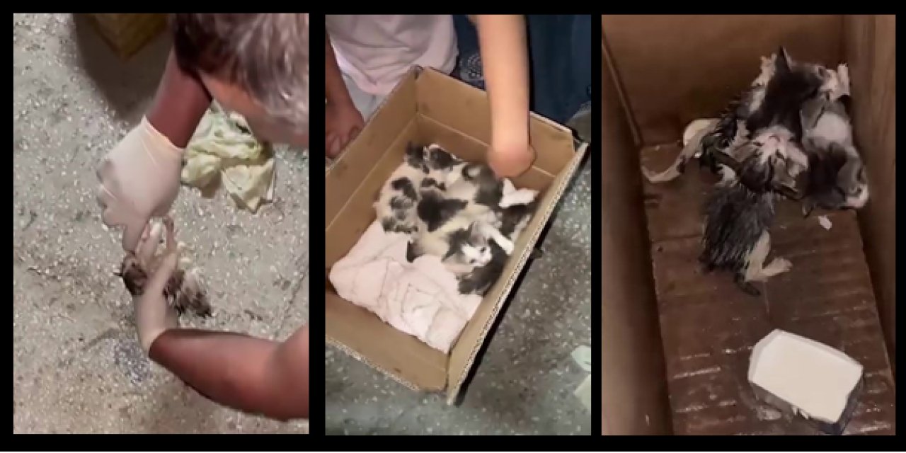 Vicdansızlığın bu kadarı pes dedirtti! Erzurum’da koli içinde bırakılan yavru kediler için mahalleli seferber oldu