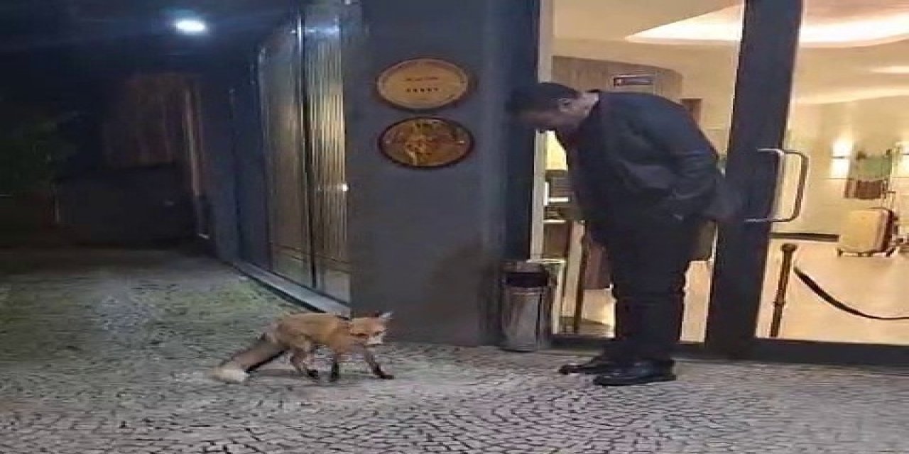 Palandöken’de ısıtan görüntü: Otel müdürü kapıya gelen tilkiyi eliyle besledi