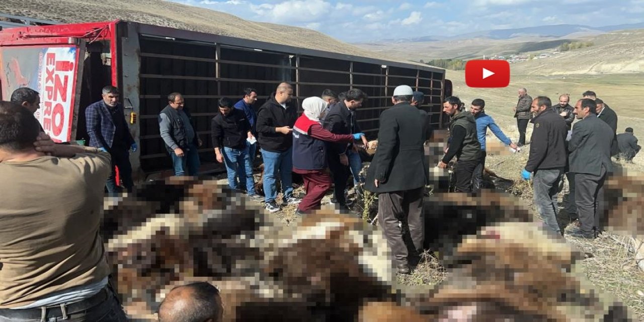 Erzurum’da feci kaza! 300 küçükbaş hayvan yüklü tır devrildi, 130’u telef oldu