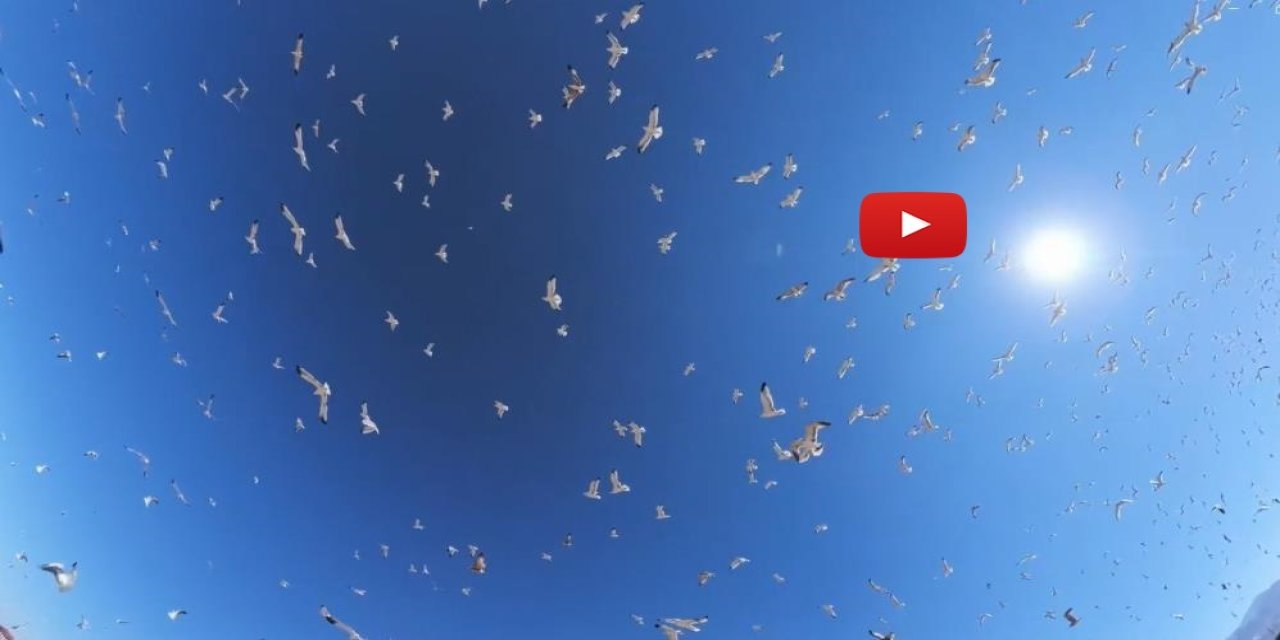 Erzurum’da binlerce martı havalandı: Görüntüler dron kamerasında