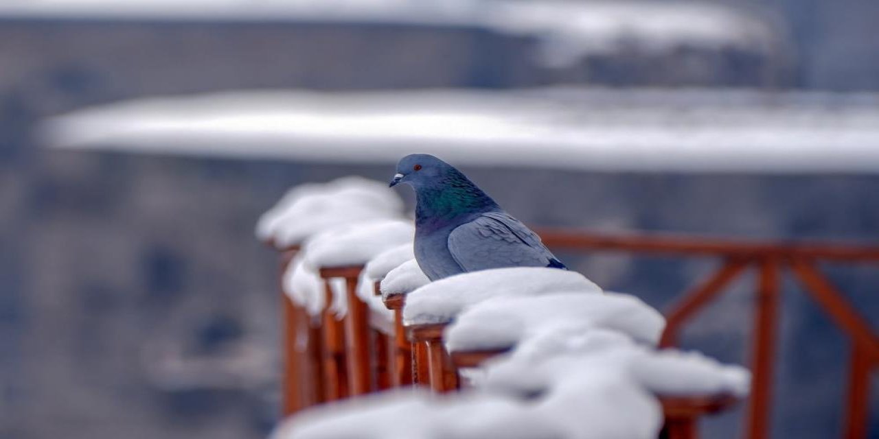 Erzurum türkülerinin ezgisel sırrı çözüldü: Güvercin ve turna neyi simgeliyor?