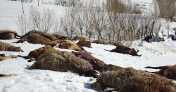 Erzurum'da 230 Koyun Yanarak Telef Oldu