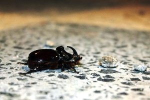Erzurum'da gergedan böceği bulundu