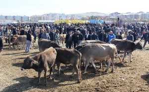 Erzurum'da Kurbanlıklar Pazara İndi