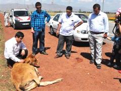 Erzurum Polisinin inek operasyonu...