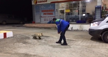 Erzurum'da aç kalan tilki benzin istasyonuna sığınarak karnını doyurdu