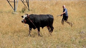 Erzurum’da kaçan kurbanlık dana 1 çocuğu hastanelik etti