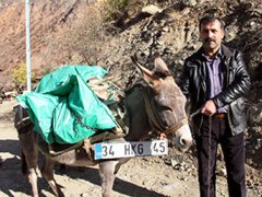 Erzurum'da Buda Oldu... Eşeğe Plaka Taktı