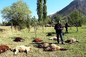 Çoban Uyudu Kurtlar 40 Koyunu Telef Etti