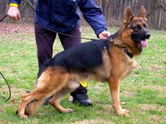 Erzurum'da İki Alman Kurt Köpeği Çalındı...