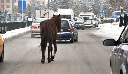 Erzurum'da Başıboş Dolaşan At Trafiği Karıştırdı