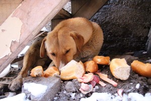 Yavru köpek donarak telef oldu, anne diğer yavrulardan ayrılmıyor