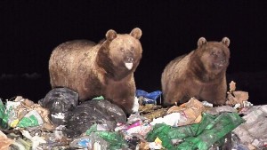 Yiyecek bulamayan boz ayılar çöplüğün müdavimi oldu