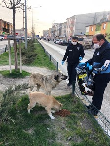 Horasan Belediyesi’nden sokak hayvanlarına mama ve su desteği