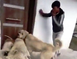 2 kangal cinsi köpeğe sokak köpeğini boğdurmaya çalışan kişiler gözaltına alındı