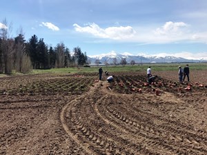 Erzurum’da tarımsal üretim seferberliği devam ediyor