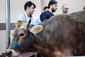 Atatürk Üniversitesi bölge hayvancılığına katkı sunmaya devam ediyor