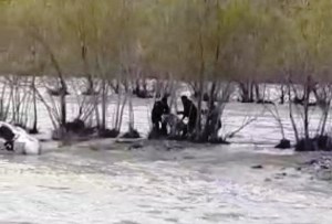 Aras Nehri’ne düşen danayı AFAD kurtardı
