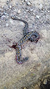 Zehirli yılanın ısırdığı genç Erzurum'da hayata tutundu