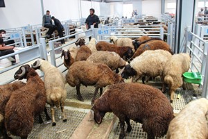 Yaklaşan Kurban Bayramı öncesi alıcılar Avrupa’nın en büyük hayvan pazarına akın etti, pazarda yer kalmadı
