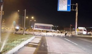 Erzurum’da karayoluna çıkan koyun sürüsü trafiği felç etti