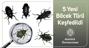 5 Yeni Böcek Türü Keşfedildi