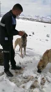 İşkence edilen sokak köpeklerine zabıtalar sahip çıktı