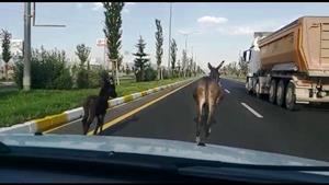 Karayoluna çıkan başıboş eşek ve yavrusu sürücülere zor anlar yaşattı