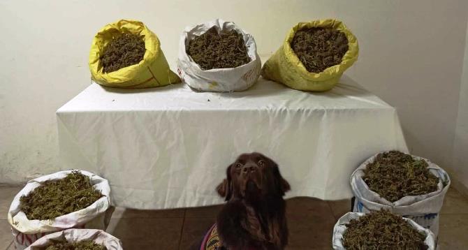 Erzurum’da 45 kilogram kubar esrar ele geçirildi