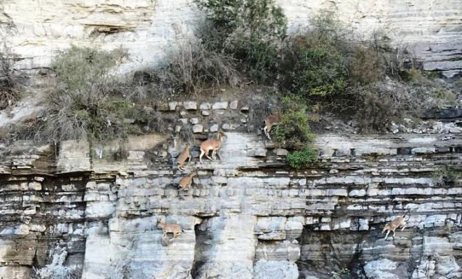 Dik kayalıklara tırmanan yaban keçileri görenleri şaşkına çevirdi