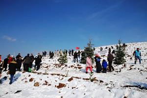 Kar altında binlerce fidanı toprakla buluşturdular