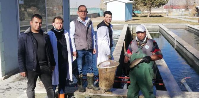 Atatürk Üniversitesi balık üretim çiftliğinde balık sağımı dönemi