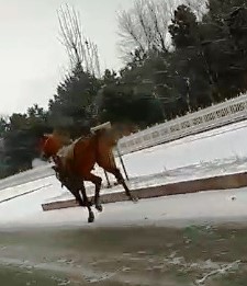 Köpekten korkan atlar dörtnala 25 kilometre koştu