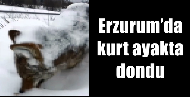 Erzurum’da kurt ayakta dondu