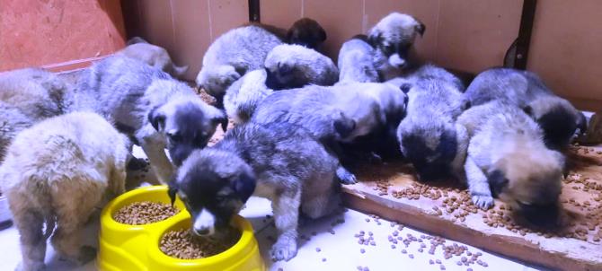 63 yavru köpek son anda ölümden kurtarıldı