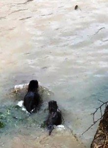 Su samuru ailesi yiyecek ararken objektiflere yakalandı