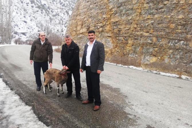 Köpeklerin yaraladığı yaban keçisi tedavi edilecek