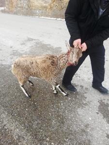 Köpeklerin yaraladığı yaban keçisi tedavi edilecek