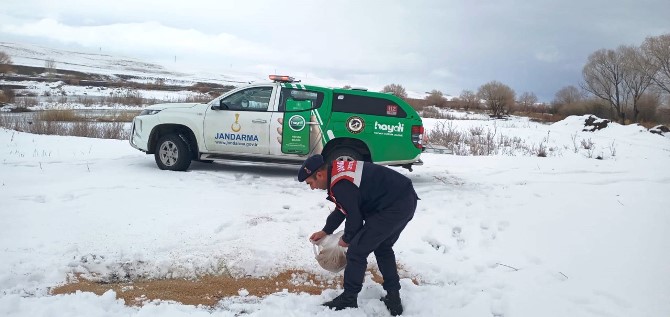 Jandarmadan insani bir görev...Doğaya yem bıraktılar