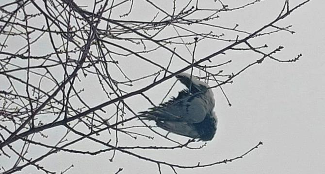 Ağaçta donan kuş asılı kaldı