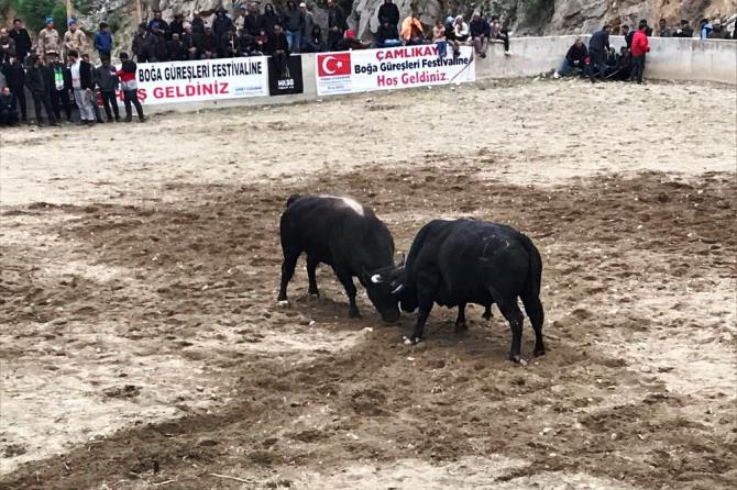 Boğa güreşleri nefes kesti